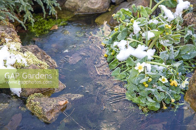 Light snowfall on small, frozen, garden pond, with Marsh marigolds - Caltha palustris and junipers- Juniperus, in Kentish garden.