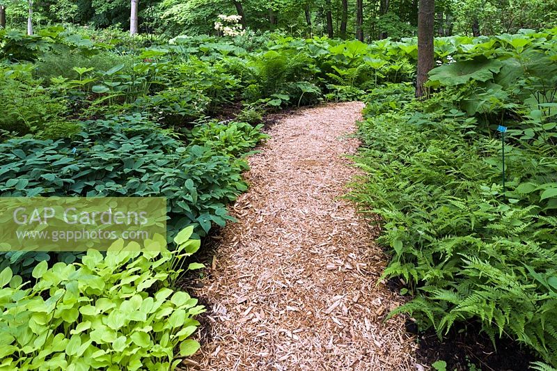 Mixed plantings including Hosta - Plaintain Lily, Pteridophyta - Fern plants in borders next to mulch footpath in late spring, Shade Garden, Domaine Joly-De Lotbiniere Estate Garden, Sainte-Croix, Chaudiere-Appalaches, Quebec, Canada