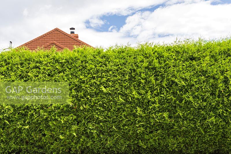Thuja occidentalis - Cedar tree hedge and partial view of  terracotta asphalt shingles roof of residential home in summer, Quebec, Canada