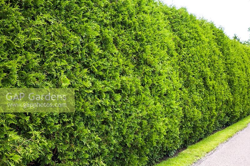 Thuja occidentalis - Cedar tree hedge bordered by green grass lawn and asphalt road in summer, Quebec, Canada