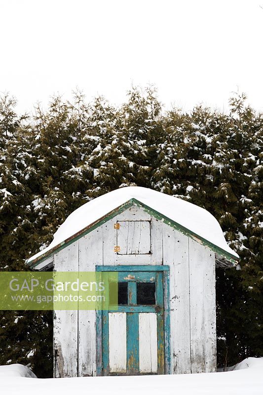 Small  grey and turquoise wooden storage garden shed covered with snow in front of Thuja occidentalis - Cedar tree hedge in residential backyard in winter, Quebec, Canada. 