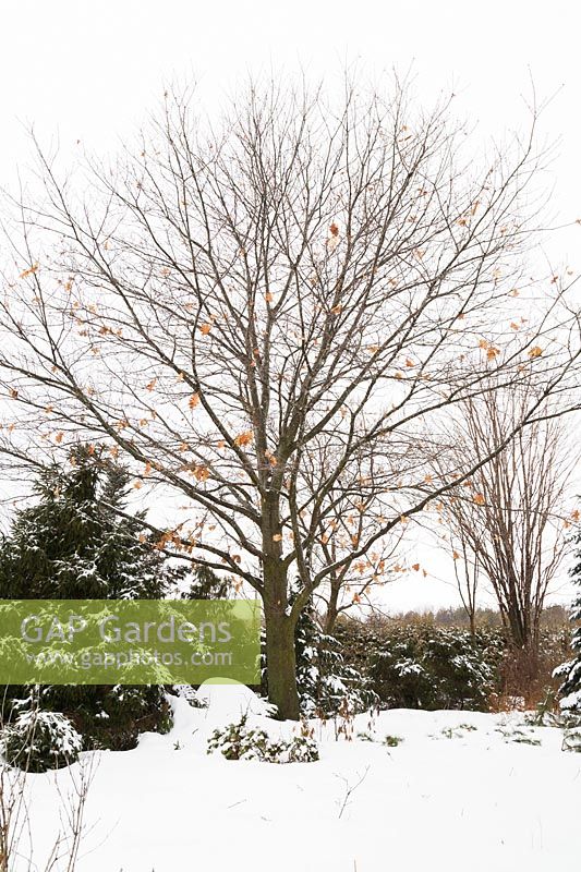 Quercus rubra - Red Oak tree in backyard country garden in winter, Les Jardins de la Vieille Mansarde garden Quebec, Canada. 
