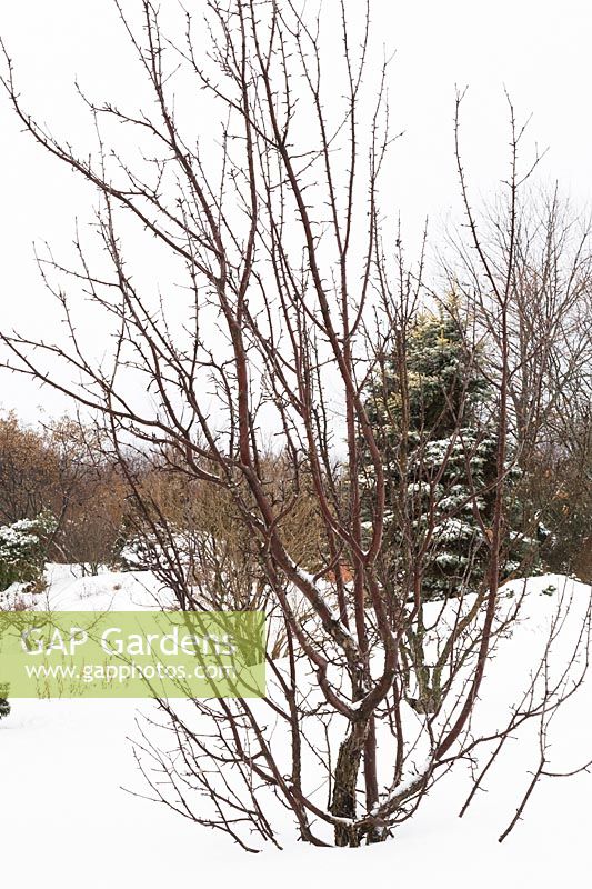 Malus columnaris 'Maypole' - Crabapple tree in backyard garden in winter, Les Jardins de la Vieille Mansarde garden, Quebec, Canada.