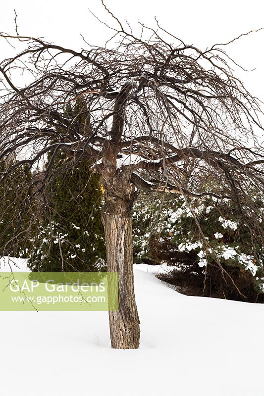 Ulmus glabra 'Camperdownii - Elm tree in backyard garden in winter, Les Jardins de la Vieille Mansarde garden, Quebec, Canada. 
