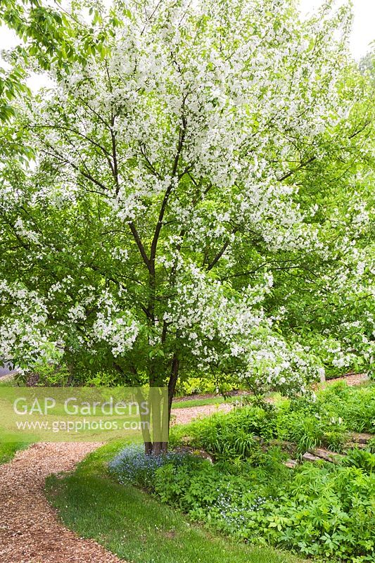 Malus domestica - Common Apple tree in bloom underplanted with Hosta 'Royal Standard' and mulch path in backyard garden in spring, Le Jardin de Francois garden, Quebec, Canada. This image is property released. CUPR0208