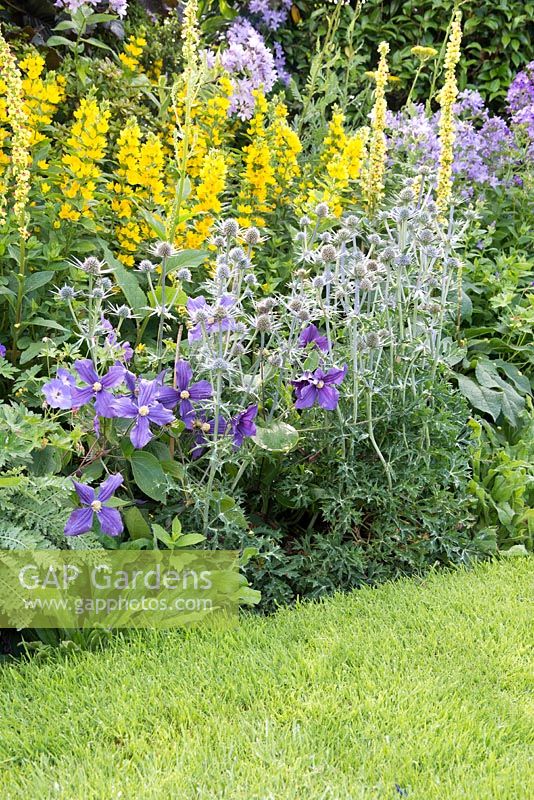 Yellow and blue bed with Eryngium bourgatii, Campanula lactiflora 'Pritchards Variety', Verbascum chaixii, Clematis Geranium and Lysimachia punctata, July