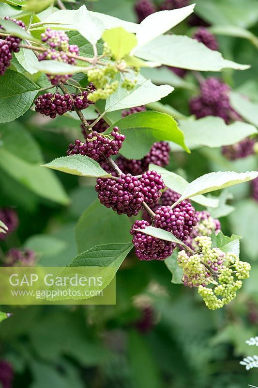 Callicarpa americana - French mulberry, American beautyberry, September