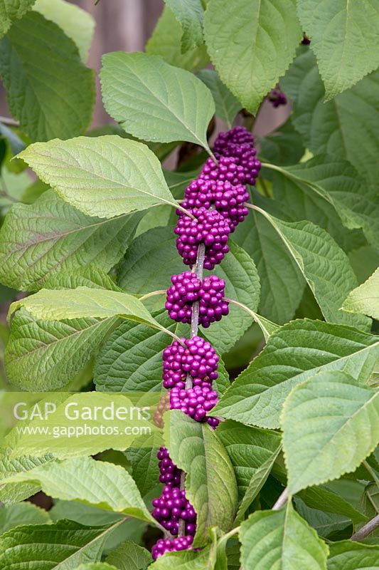 Callicarpa americana - French mulberry, American beautyberry, September
