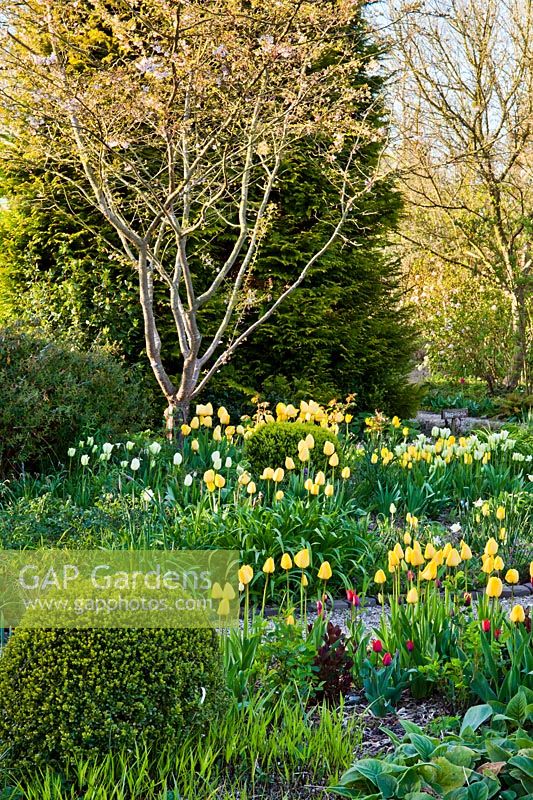 Spring borders of tulips and early perennials. Tulipa 'Spring Green', Tulipa 'Strong Gold', Tulip 'Golden Apeldoorn.