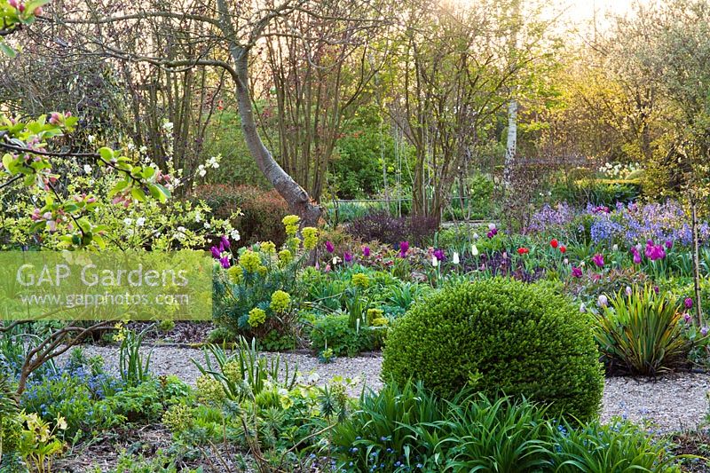 Spring borders with a garden path leading through. Planting included box topiary, Euphorbia characias subsp. wulfenii, Helleborus orientalis, Hyacinthoides hispanica, tulips and early perennials.
