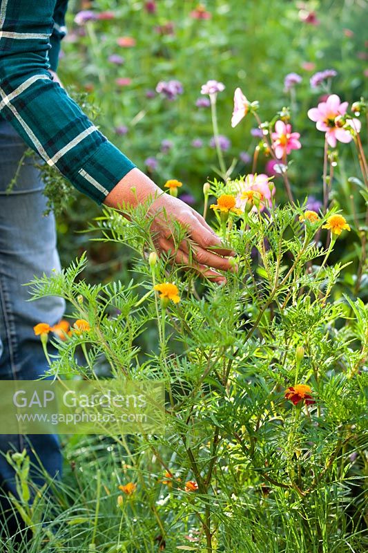 Woman picking French marigolds, August