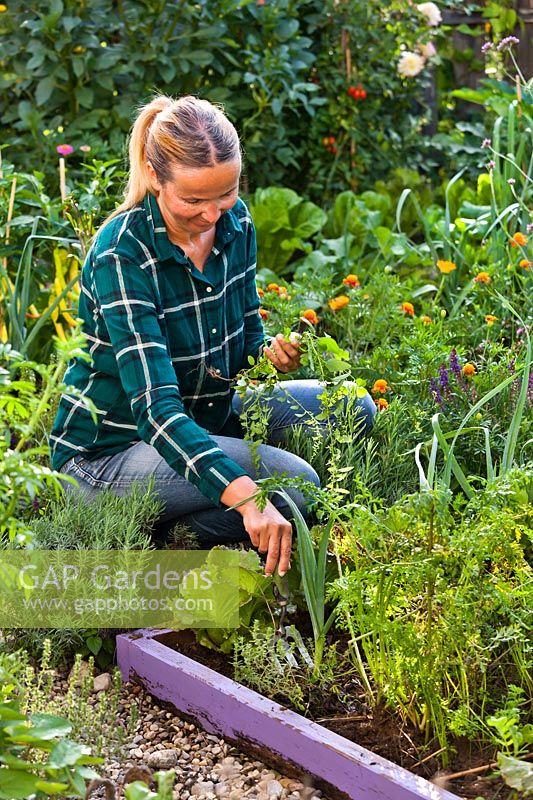 Woman digging up weeds from vegetable bed, August
