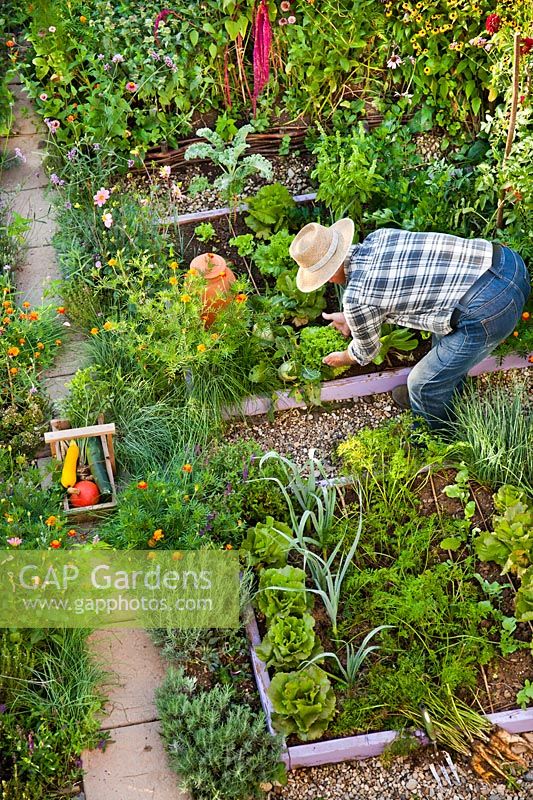Man harvesting lettuce in the vegetable garden, August.