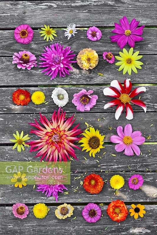Cut flowers of perennials and annuals on wooden table: Dahlia, Zinnia, Rudbeckia triloba, Cosmos, Helianthus and Chrysanthemum.