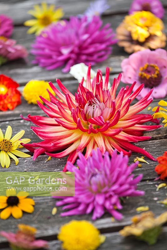 Cut flowers of perennials and annuals on wooden table: Dahlia, Zinnia, Rudbeckia triloba, Helianthus and Chrysanthemum.