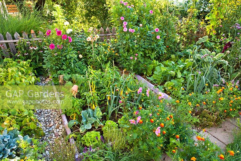 Mixed planting of vegetables, herbs and flowers in summer kitchen garden. Lettuces, leeks, Lavandula  angustifolia, peppers, chives, savory, Salvia nemorosa, Carrots, Tagetes patula - French marigolds, Dahlia and Verbena bonariensis.