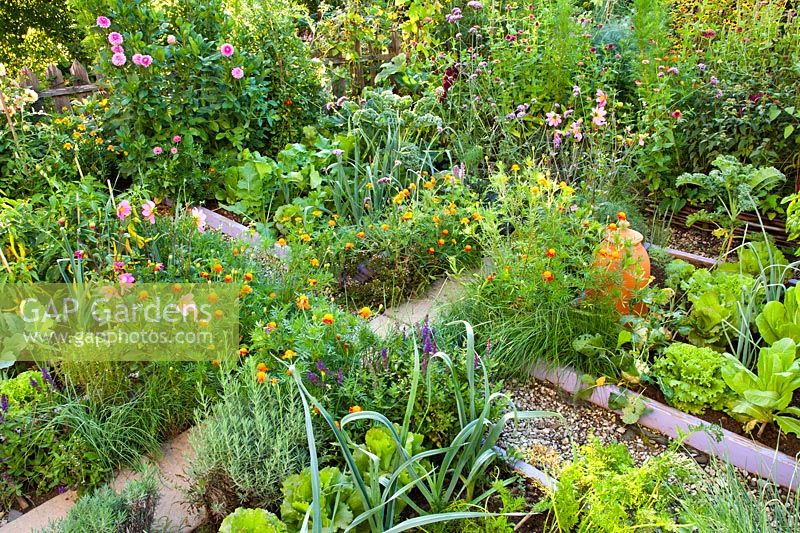 Mixed planting of vegetables, herbs and flowers in summer kitchen garden. Lettuces, leeks, Lavandula angustifolia, peppers, chives, savory, Salvia nemorosa, carrots, Tagetes patula - French marigolds, Dahlia and Verbena bonariensis.