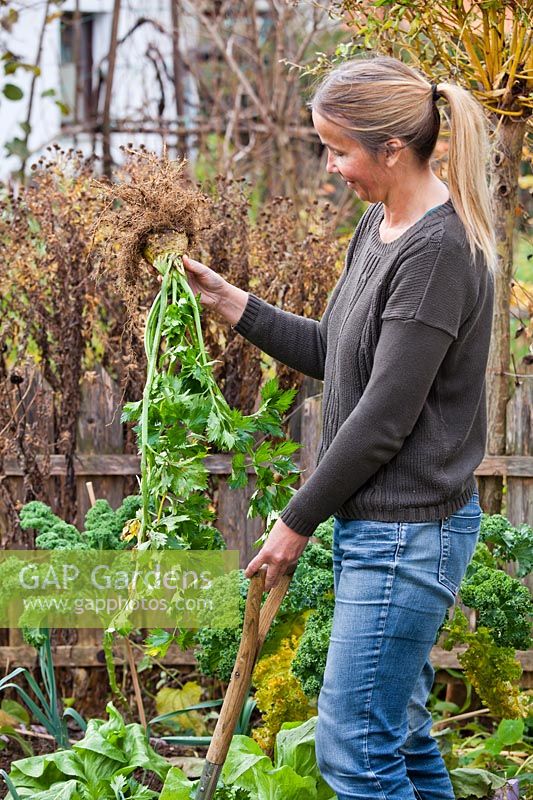 Woman harvesting celery in November.