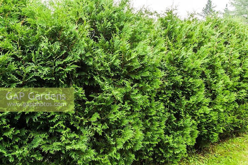 Thuja occidentalis - cedar tree hedge in early summer, Quebec, Canada