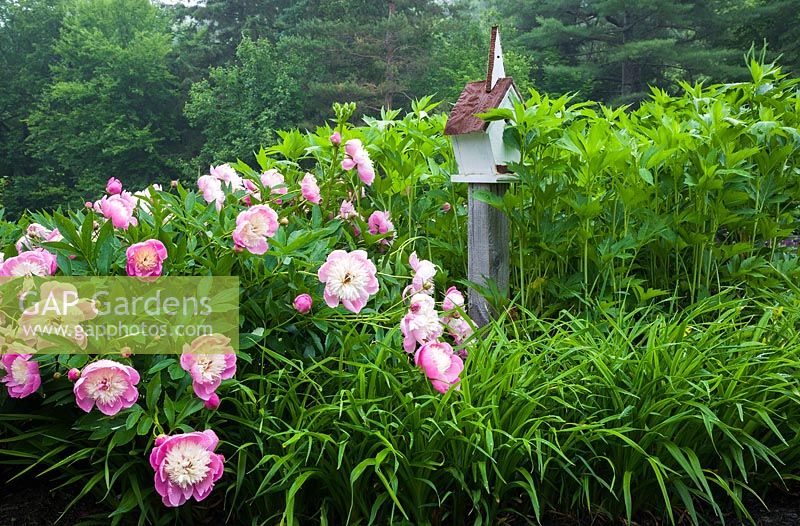 Pink Paeonia 'Bowl of Beauty' and  a wooden birdhouse in a border in early summer. Le Jardin de Francois garden, Quebec, Canada.