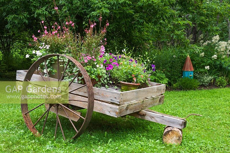 Geranium, Sanvitalia, Gaura lindeheimeri 'Passionate Blush', Lantana,  Petunia 'Night Sky' and Glechoma hederacea in a rustic wooden cart 