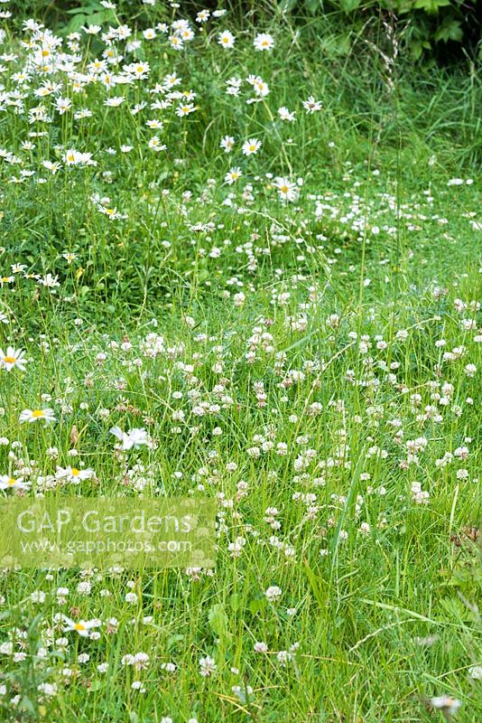 Trifolium repens - white clover in rough grass in wild garden, June