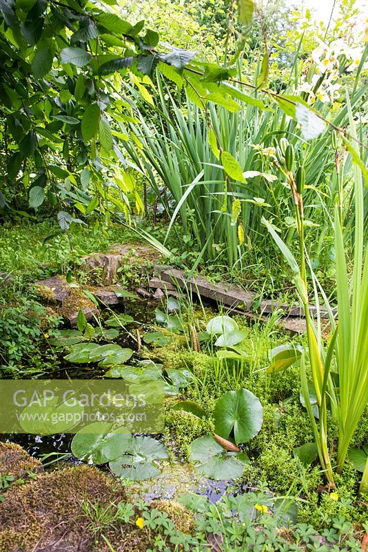 Wildlife friendly pond in semi shaded position with water lily, water iris, duckweed and moss covered edging stones. June. Also contains a crassula, probably C. helmsii, now banned from sale.