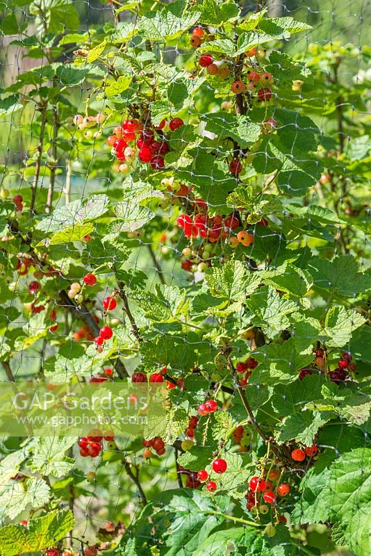 Red currants covered with protective netting. June