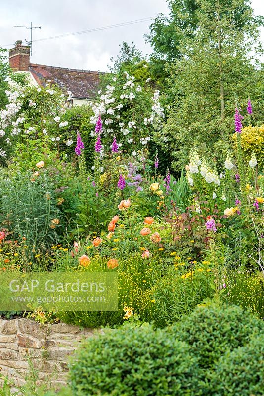 Mixed border in country garden. Rosa 'Lady Emma Hamilton', Buphthalmum salicifolium, santolina, foxgloves, achillea. Rosa 'Adelaide d'Orleans' in background. June