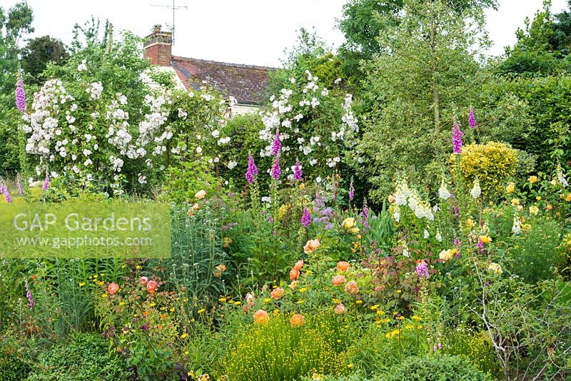 Mixed border in country garden. Rosa 'Lady Emma Hamilton', Buphthalmum salicifolium, santolina, foxgloves, achillea. Rosa 'Adelaide d'Orleans' in background. June