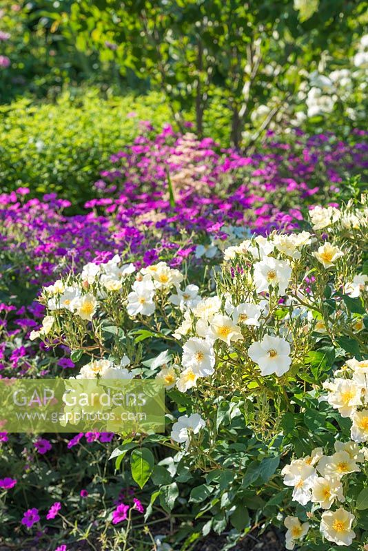 Rosa 'Kew Gardens' and Gereanium psilostemon. June