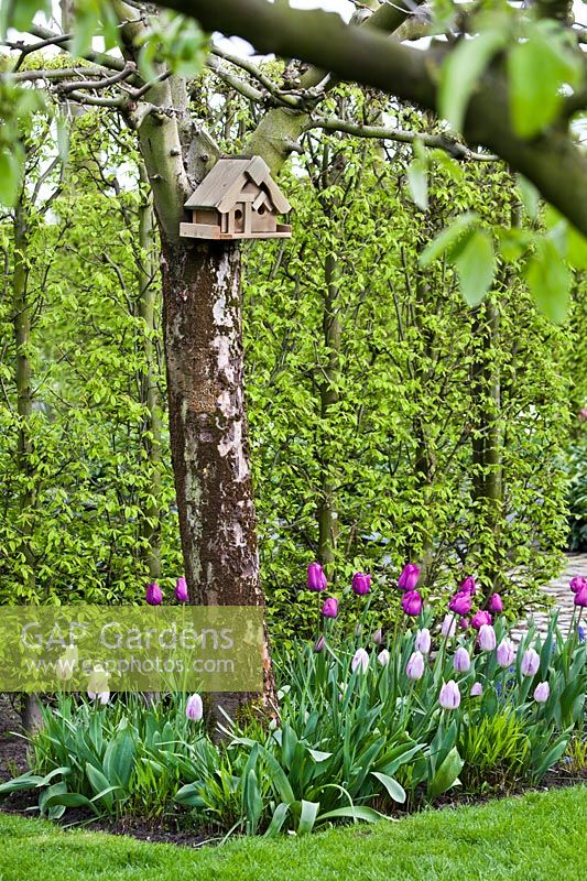 Spring garden with tulip border and a bird house hanging on an apple tree. Tulipa 'Negrita' and Tulipa 'Mistress Mystic', April.