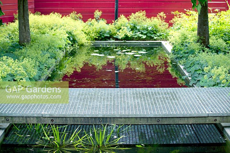 Metal grate walkway over pond with Alchemilla and Bamboo. Red fence, June.