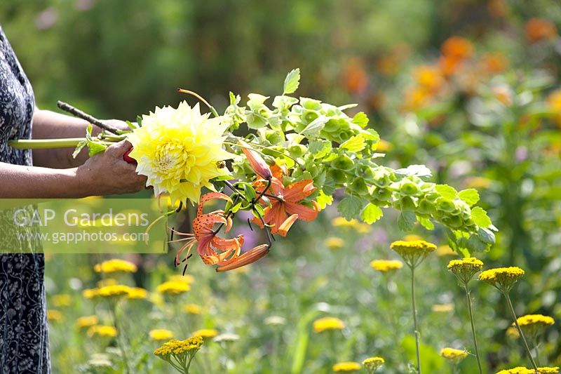 Woman picking flowers for wonderful bouquets. Lillium and Dahlia, August.