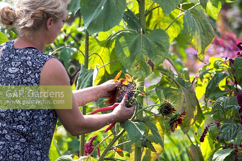 Marjolijn Fliek removing seeds from sunflower for bouquets. August.