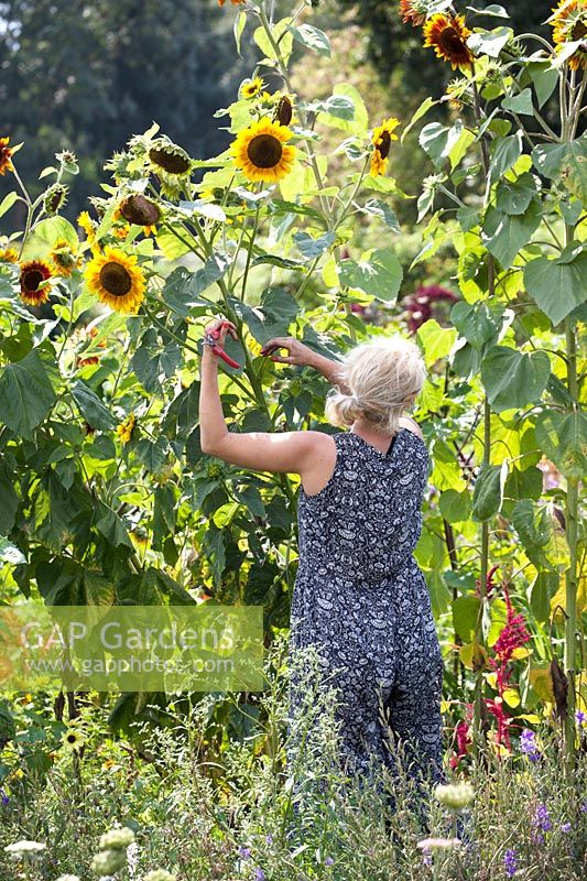 Marjolijn Fliek picking sunflower for bouquets.