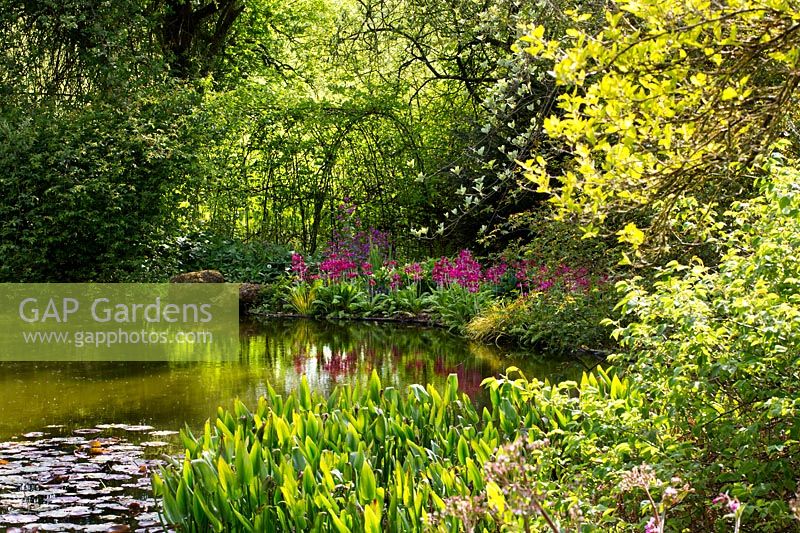 Candelabra primulas and Primula beesiana line the lake with a willow arch 