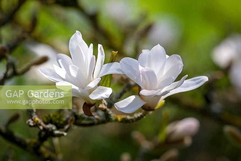 Magnolia stellata. Star magnolia