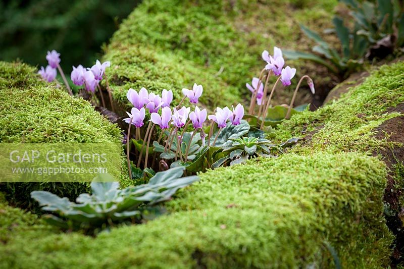 Cyclamen hederifolium - ivy-leaved cyclamen - growing on the top of a moss covered wall
