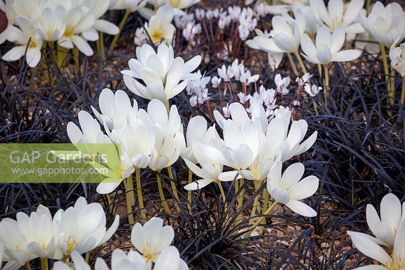 Colchicum speciosum album AGM - giant meadow saffron - and Ophiopogon planiscapus 'Nigrescens' with Cyclamen hederifolium