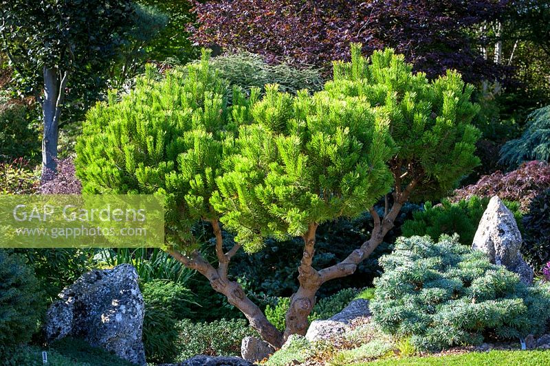 Pinus mugo 'Ophir'. Dwarf mountain pine 'Ophir'