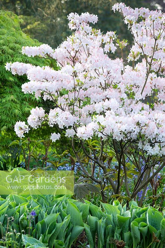 Rhododendron 'White Lights' and Hosta Sum and Substance