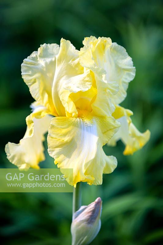 Iris 'Lemon Brocade'