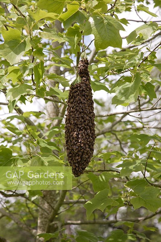 Bees swarming in Liriodendron tulipifera tree