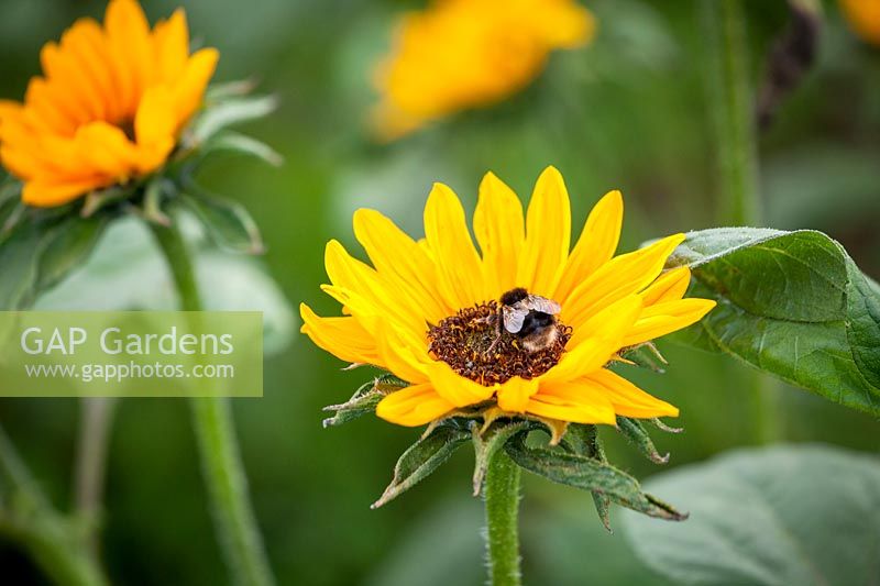 Bee on Helianthus annuus 'Sonja'. Sunflower