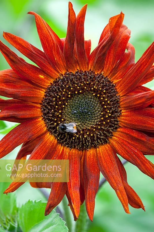 Bee on dark red sunflower. Helianthus annuus