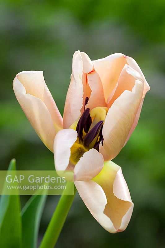 Tulipa 'Ollioules' AGM, April