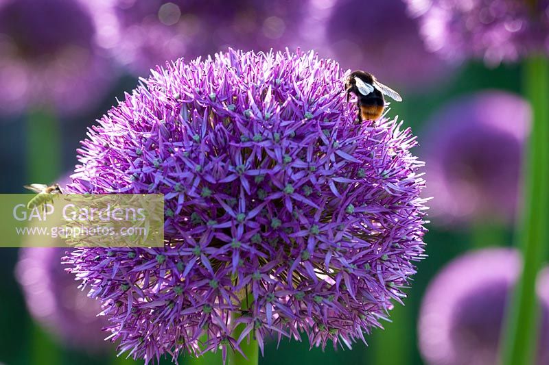 Bees on Allium 'Lucy Ball', June.