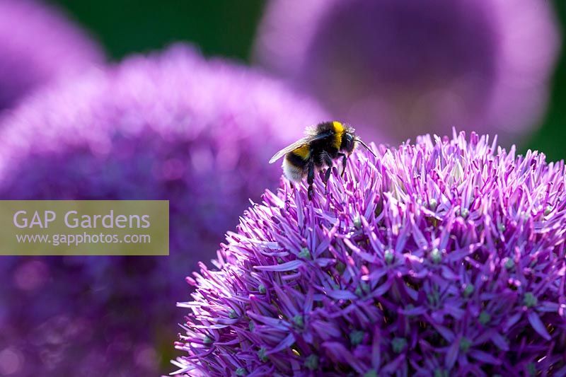 Bees on Allium 'Lucy Ball', june