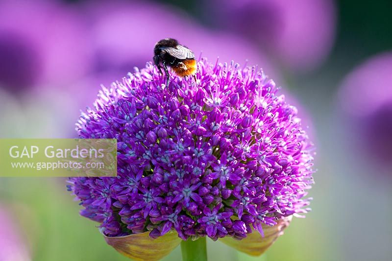 Bee on Allium 'Ambassador', June.